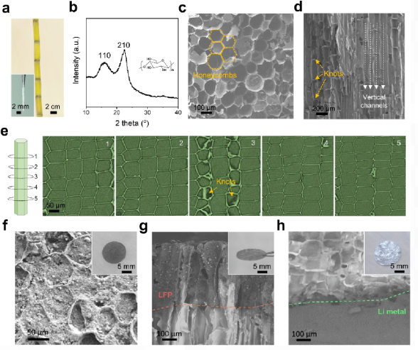 上海科技大学刘巍课题组:利用甘蔗设计一体化结构的锂金属基电池